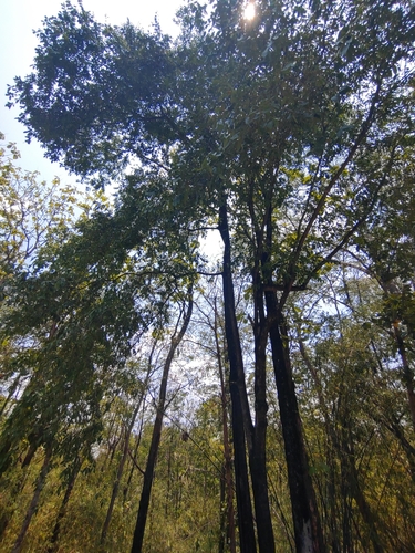 Diospyros mollis, photograph 1
