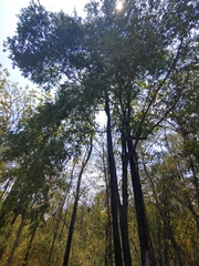 Utain Pummarin, CC BY, iNaturalist via GBIF Diospyros mollis, photograph Utain Pummarin, CC BY, iNaturalist via GBIF