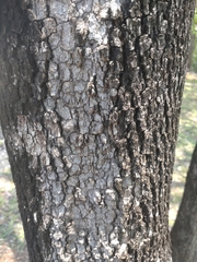 Utain Pummarin, CC BY, iNaturalist via GBIF Diospyros mollis, photograph Utain Pummarin, CC BY, iNaturalist via GBIF