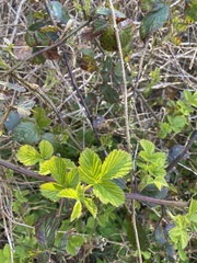 Rubus idaeus
