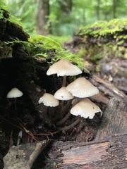 Mycena clarkeana