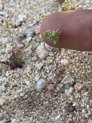 Eremocarya micrantha