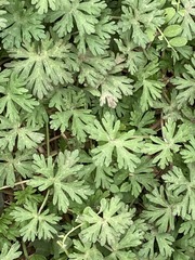 Geranium carolinianum carolinianum