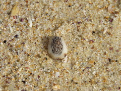 Patelloida latistrigata