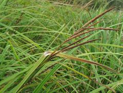 Carex polyantha