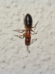 Camponotus discolor