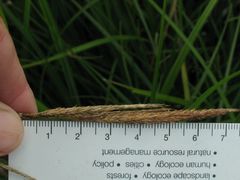 Carex polyantha