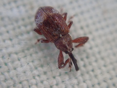 Anthonomus bituberculatus