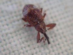 Anthonomus bituberculatus