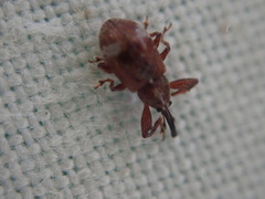 Anthonomus bituberculatus