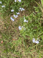Plumbago auriculata
