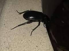 Calosoma marginale