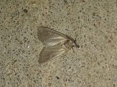 Lepidoptera
