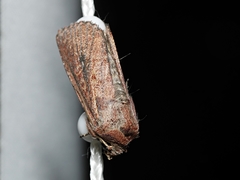 Dasygaster padockina