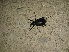 Calosoma marginale
