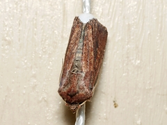 Dasygaster padockina