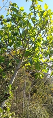 Magnoliopsida