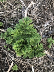 Heracleum sosnowskyi