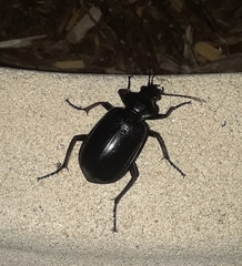 Calosoma marginale