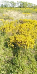 Genista anglica