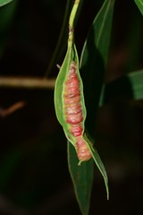 Fergusobia
