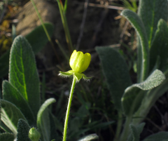 Ranunculus oxyspermus