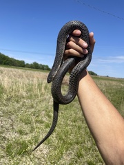 Lampropeltis