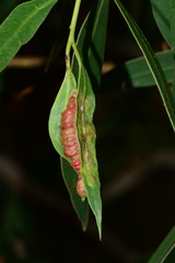 Fergusobia