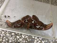 Attacus atlas formosanus