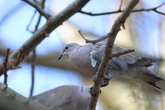 Streptopelia decaocto
