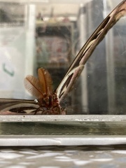 Attacus atlas formosanus