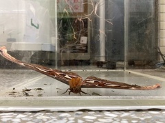 Attacus atlas formosanus