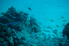 Nemanthias bicolor