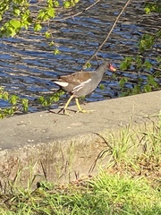 Gallinula chloropus