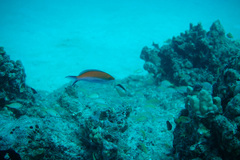 Nemanthias bicolor