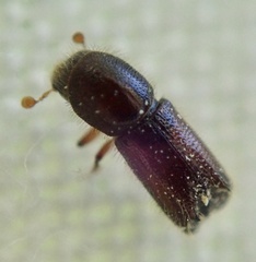 Xylocleptes bispinus