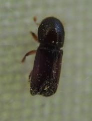 Xylocleptes bispinus