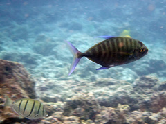 Ferdauia ferdau