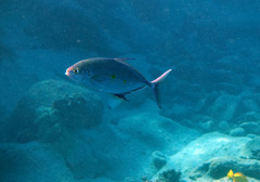 Ferdauia orthogrammus