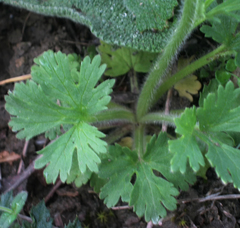 Ranunculus oxyspermus