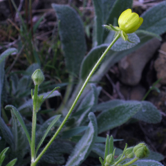Ranunculus oxyspermus