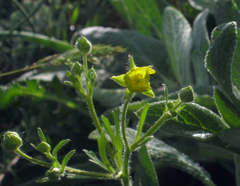 Ranunculus oxyspermus