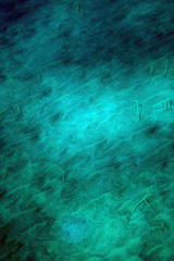 Gorgasia hawaiiensis