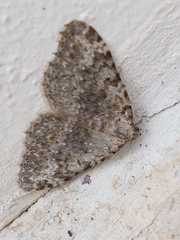 Coenotephria ablutaria