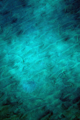 Gorgasia hawaiiensis