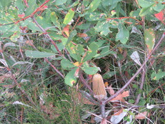 Banksia paludosa