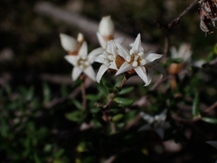 Cryptandra propinqua