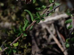 Cryptandra propinqua