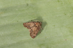 Parangitia temperata