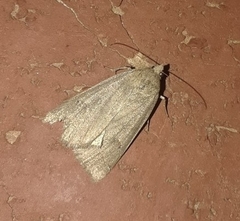 Lepidoptera